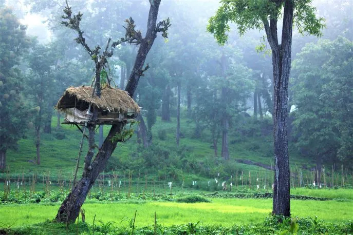 9 dimsum india rondreis wayanad