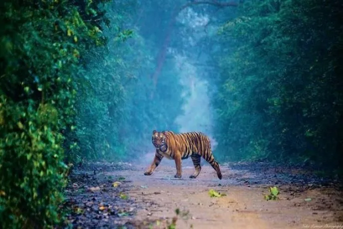 10 dimsum india rondreis jim corbett