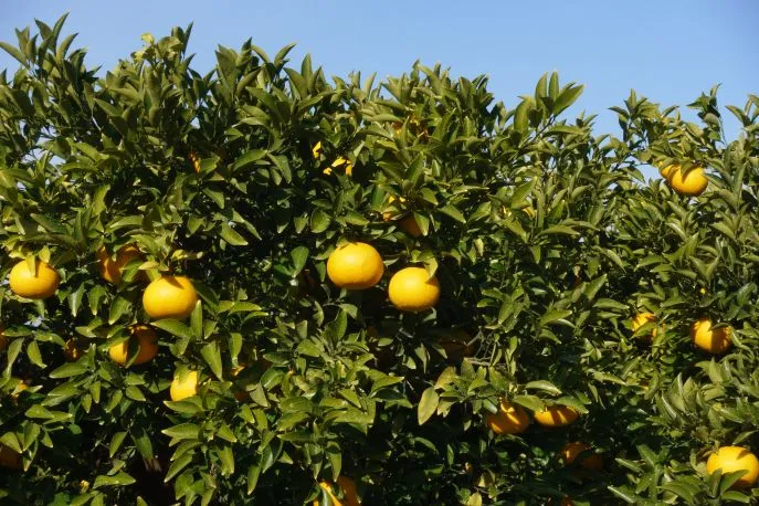 japan citrus field of ikuchijima iiland hiroshima dimsum reizen