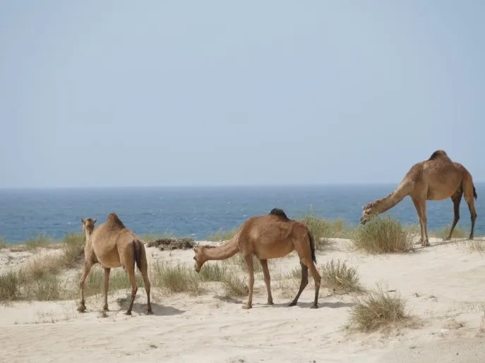 salalah dhofar oman dimsum reizen