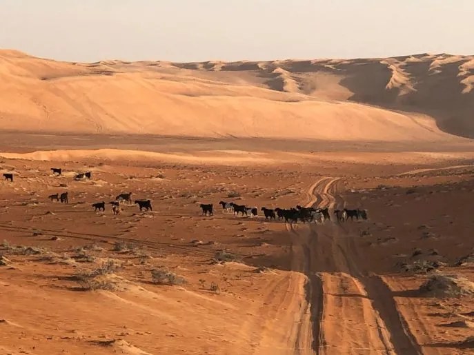 wahiba sands 4