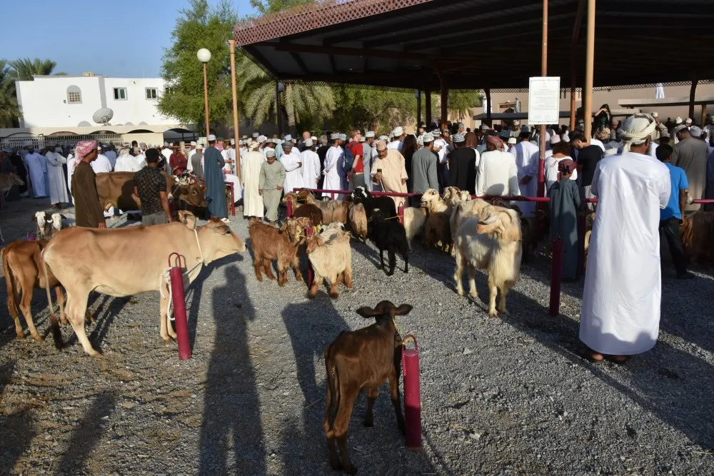 nizwa-geitenmarkt-vrijdagmarkt-rondreis-oman-huurauto