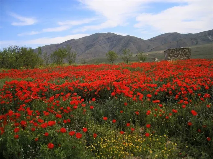 4 dimsum actieve wandelreis nohur  wild poppy field