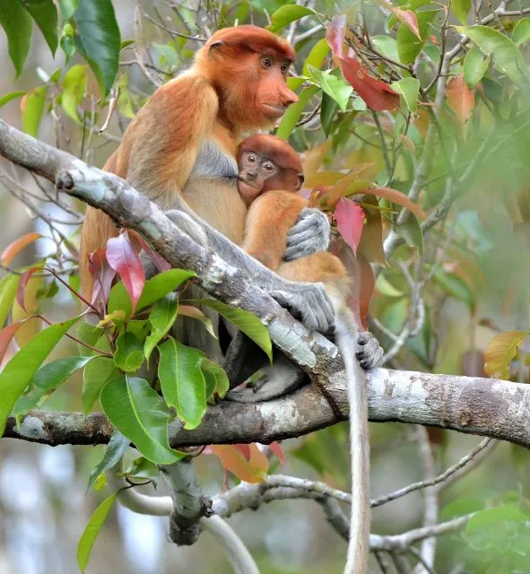 dimsum reizen naar borneo neusapen bako nationaal park