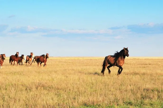 10 dimsum hoogtepunten steppe kazachstan