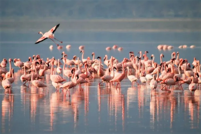14 dimsum rondreis kazachstan hoogtepunten flamingos
