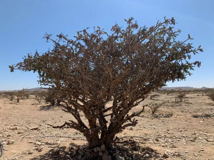 wierookboom wadi dawkah oman