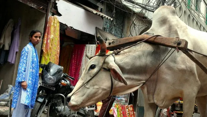 cow