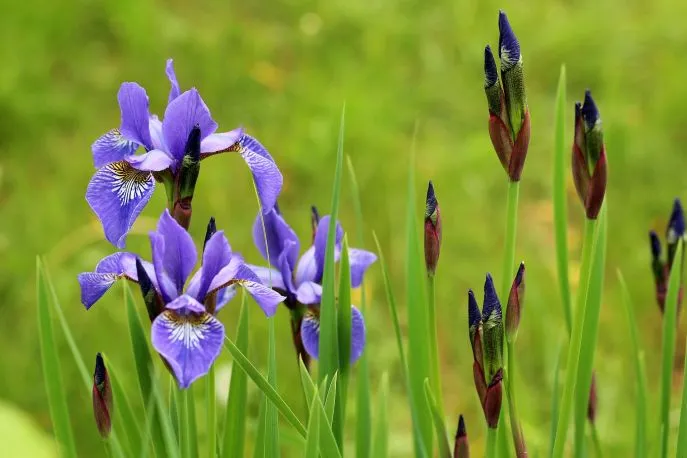 iris
