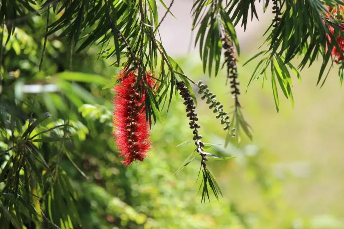 dimsum reizen naar mount kinabalu park borneo 3