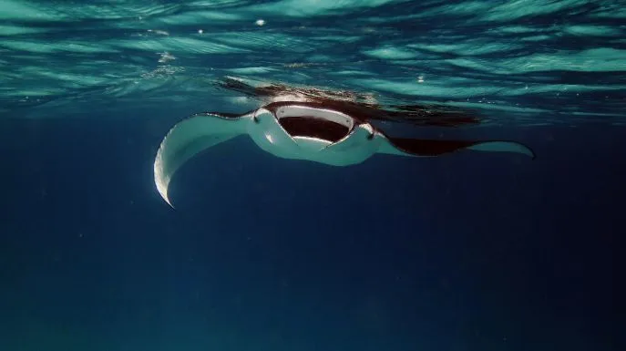 mantaray