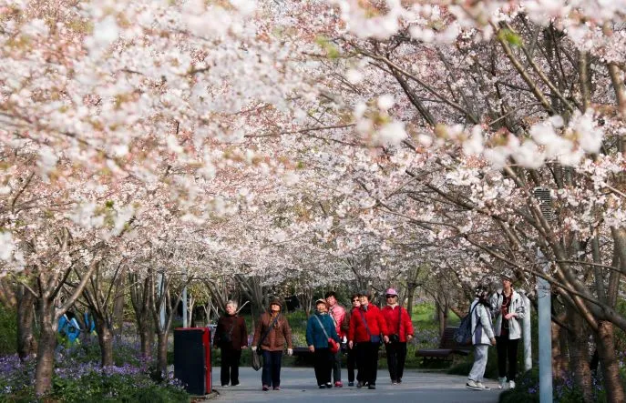 cherry blossom local park shanghai china dimsum reizen