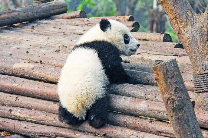 chengdu china sichuan panda dimsum reizen baby panda