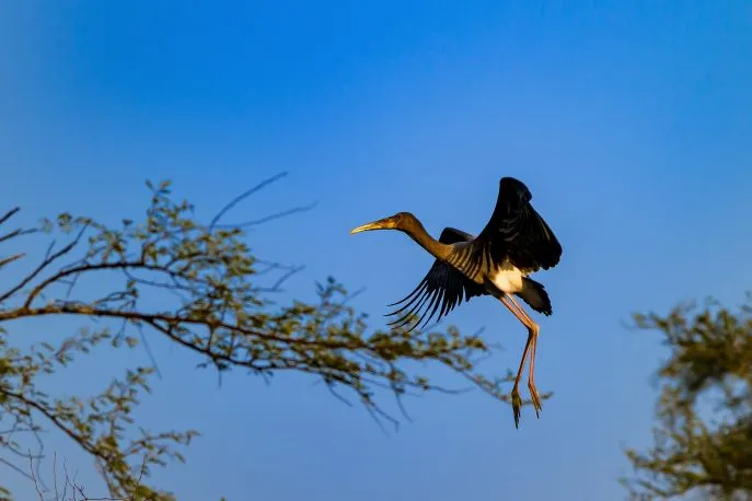 bharatpurvogelpark mh