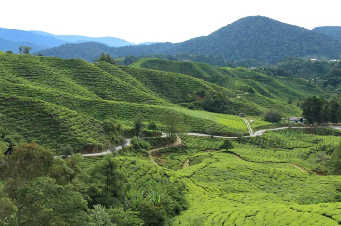 dimsum reizen maleisie cameron highlands 2 3