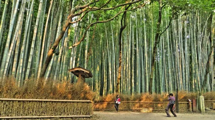 bamboo340712 1920