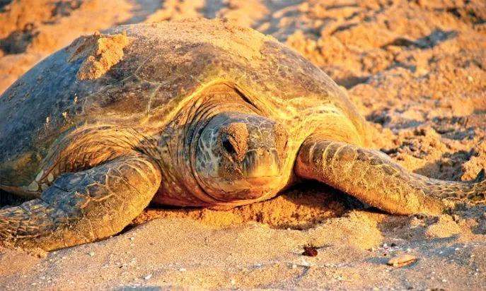 ras al jinz schildpadden 2