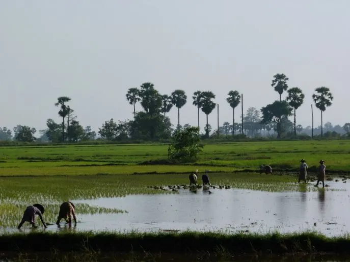 dimsum familiereis naar myanmar 1