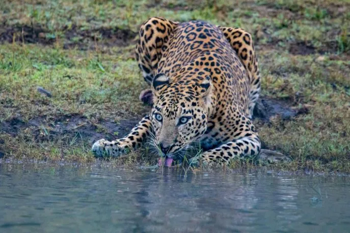 india kabini wildlife panter