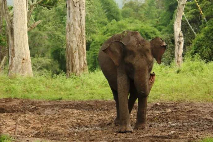 india mudumalai nationaaal park wildlife