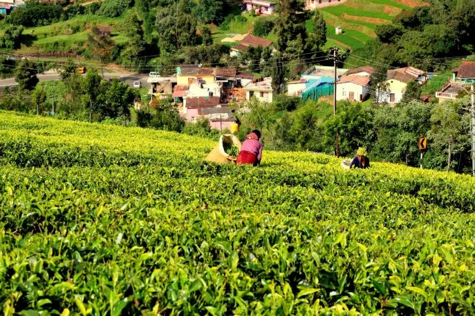 india ooty trein thee hillstation