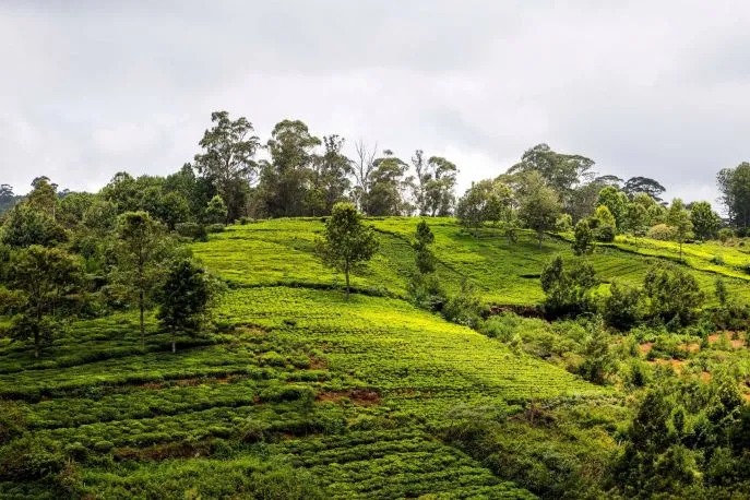 india coonoor thee groene hellingen wandelen