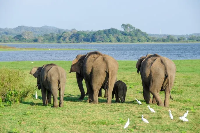 olifanten minneriya np sri lanka 2