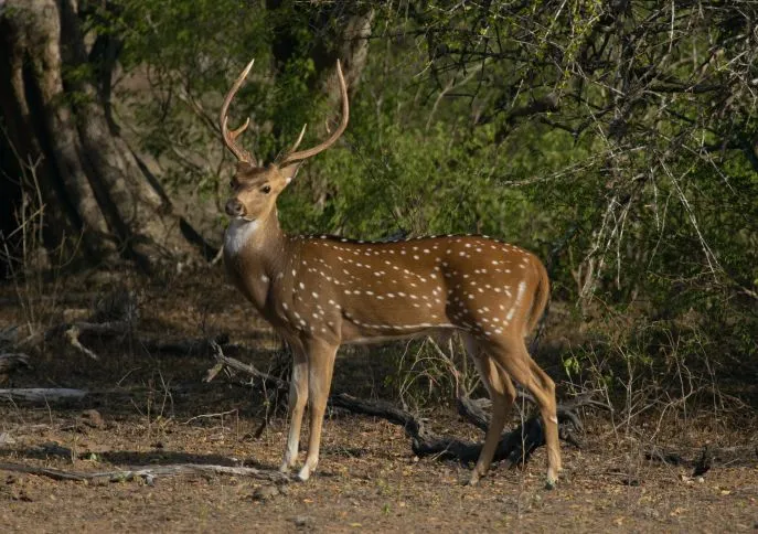 yala nationaal park sri lanka reizen 2