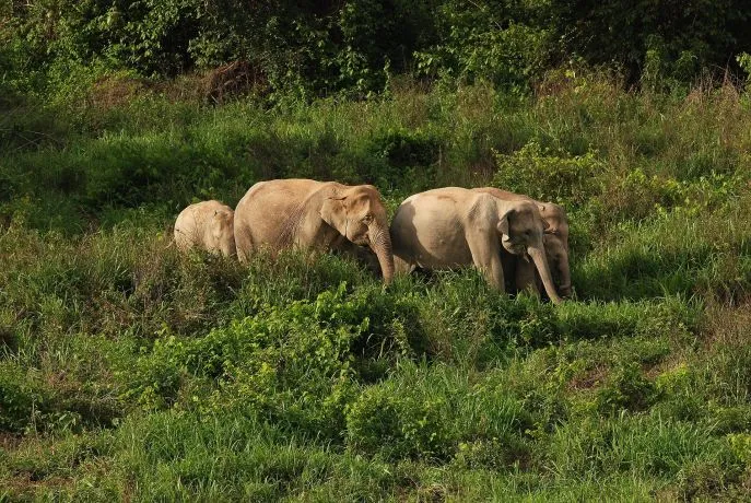 mandalao sanctuary laos treinreis dimsum reizen