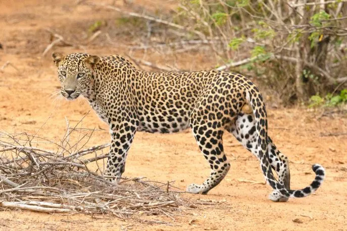 yala nationaal park sri lanka dimsum reizen 4