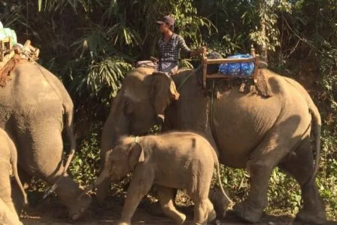 olifanten onderweg naar ngwe saung