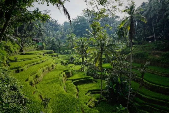 bali ubud rijstvelden