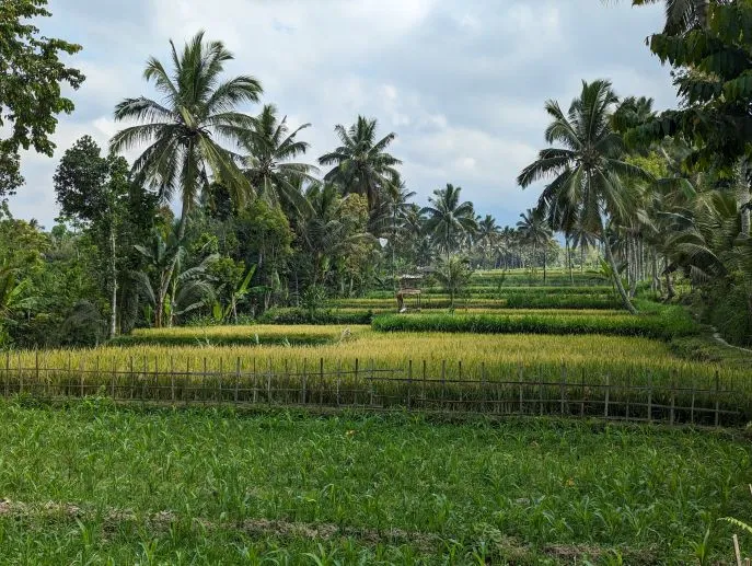 tetebatu lombok indonesi