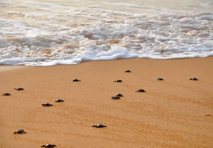 tangalle turtle beach sri lanka dimsum reizen