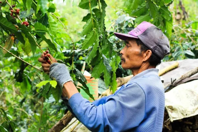 koffieoogst moding plantationmunduk