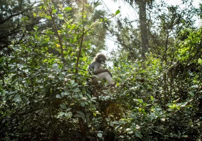 kaeng krachan nationaal park