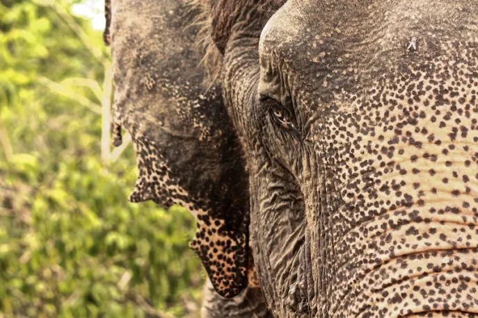 wtff wildlife friends foundations dimsum reizen