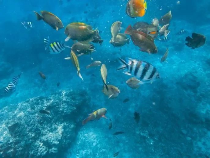 bali indonesi dimsum reizen pemuteran snorkelling