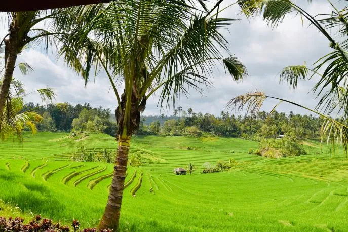 indonesie bali tabanan dimsum reizen 1