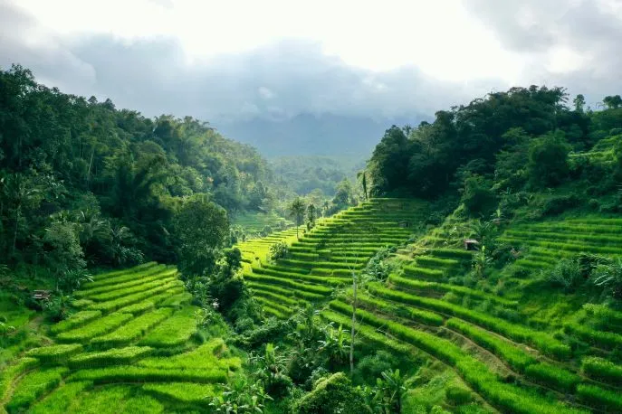 indonesie bali tabanan dimsum reizen 2