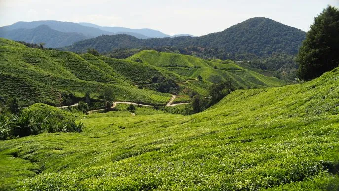 maleisie in stijl dimsum reizen cameron highlands
