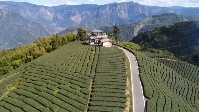 meishan tea plantation2 pauline