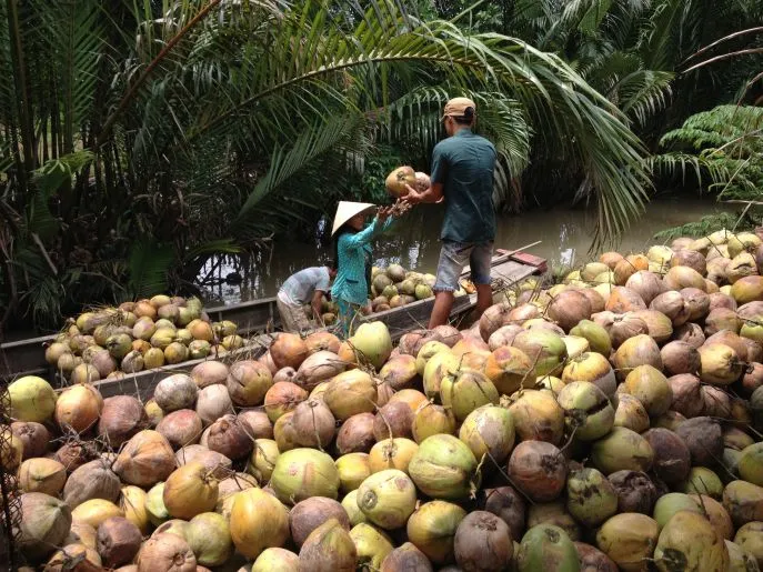 ben tre 5 mekong delta dimsum reizen 3