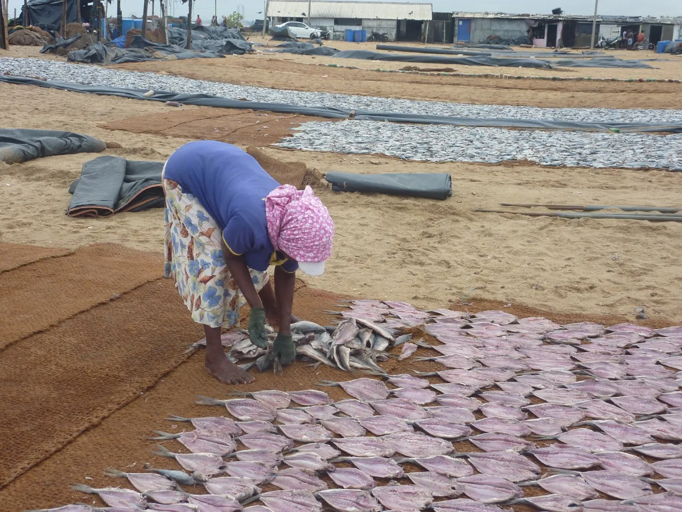 Negombo vismarkt vis tonijn drogen.JPG
