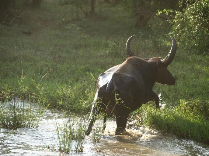 yala np sri lanka