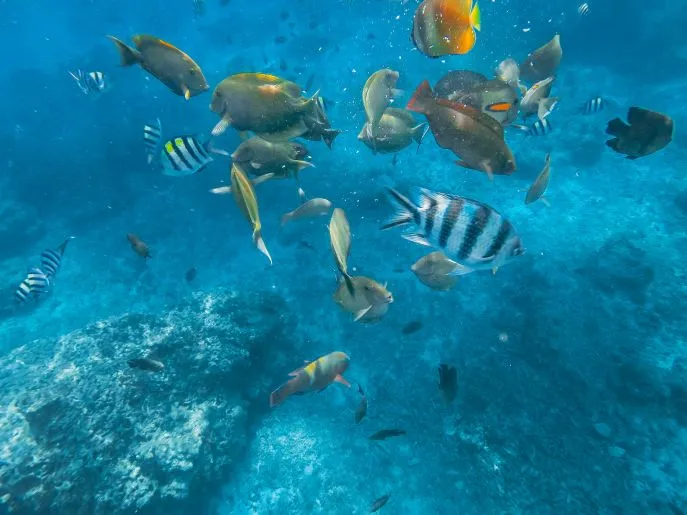 snorkelen trincomalee Sri lanka