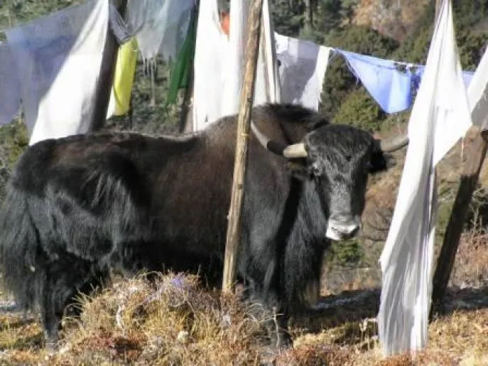 bhutan yak