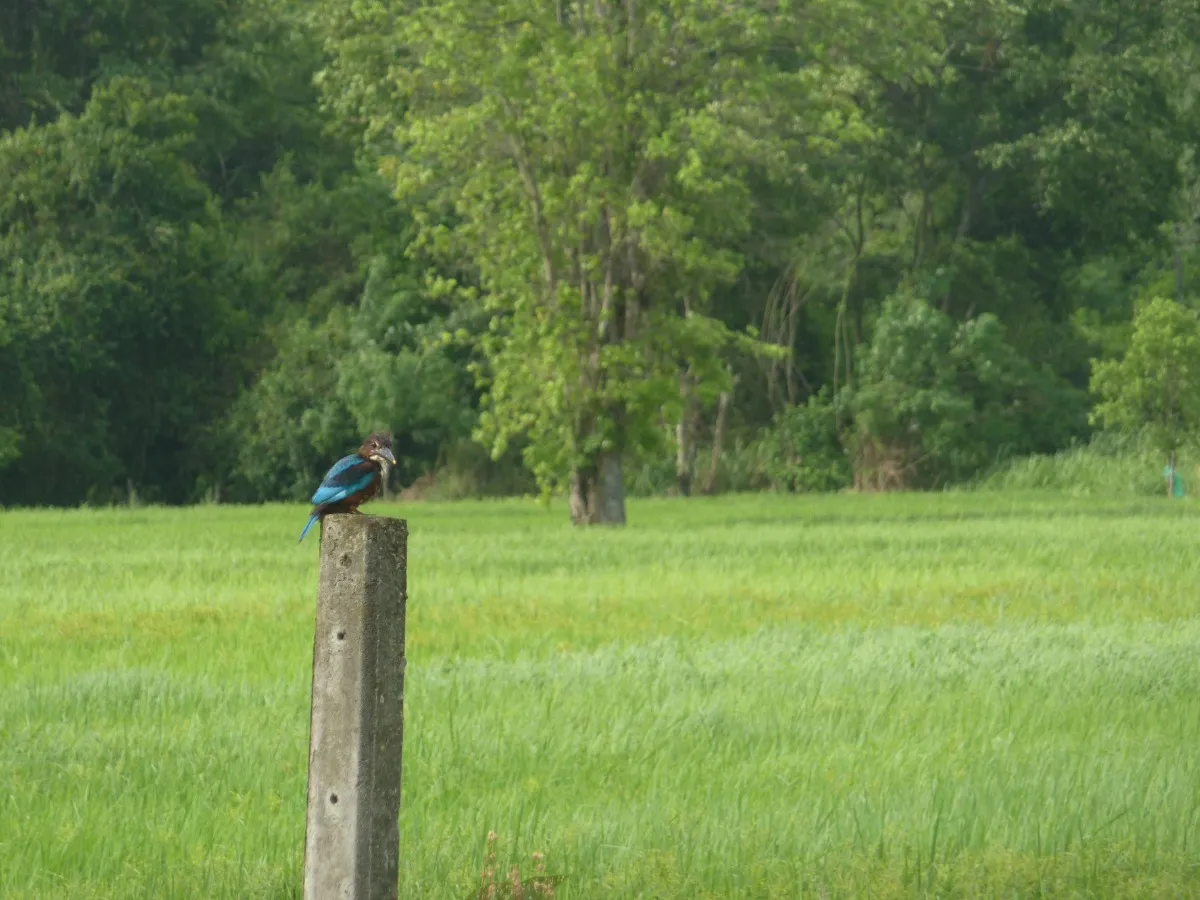 Sigiriya blauwe vogel.JPG