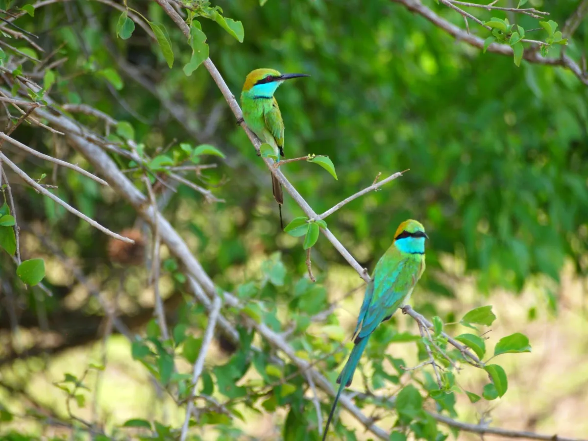 Vogels blauw sri lanka vogelspotten