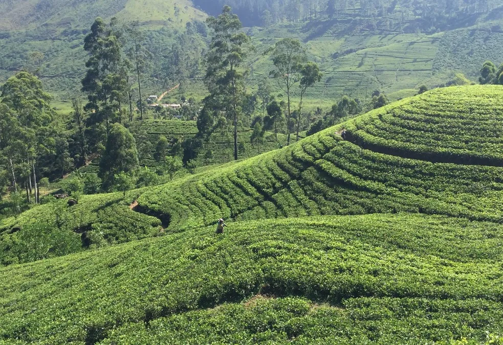 Sri lanka nuwara eliya hooglanden theevelden